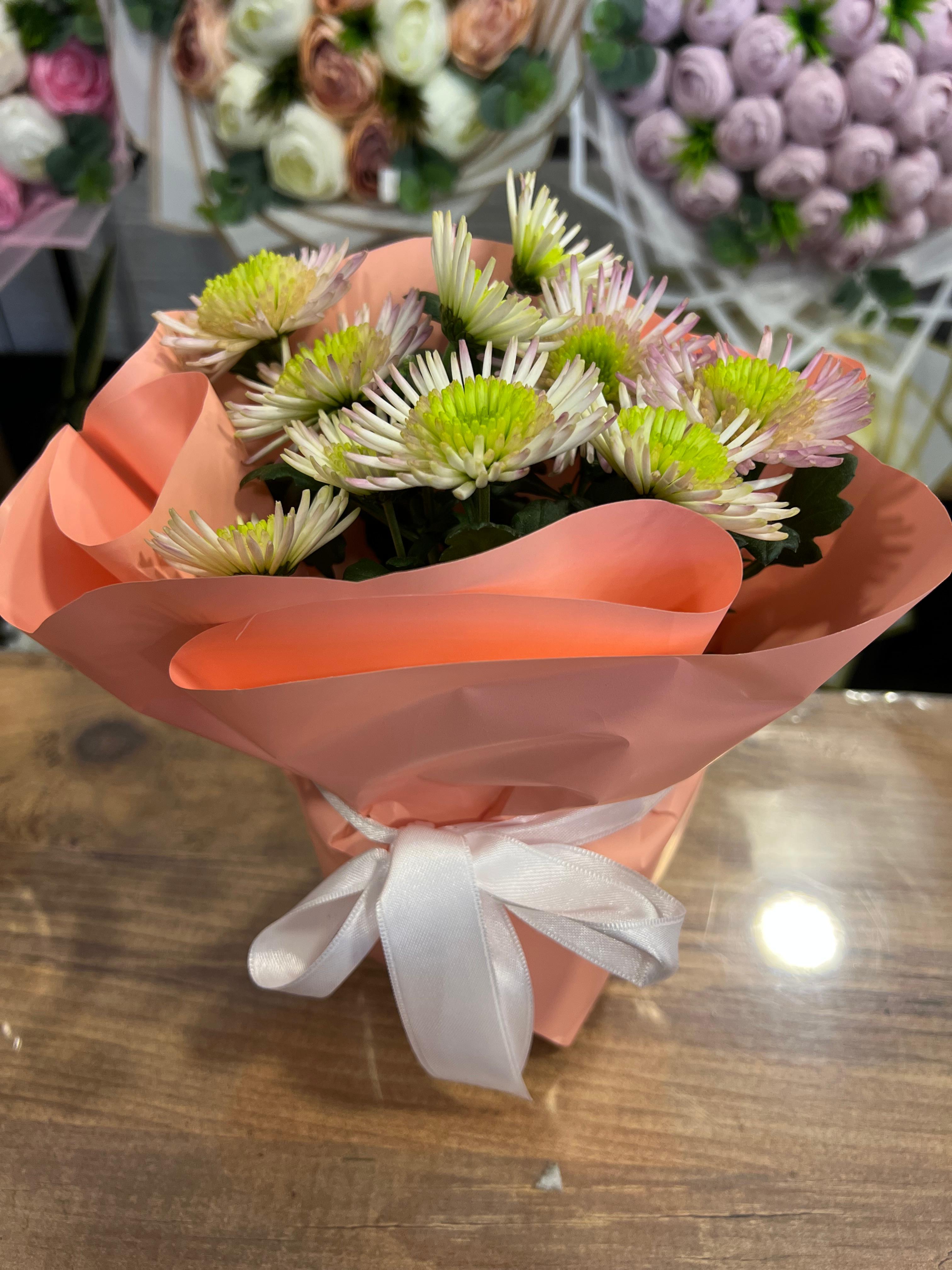 Saksıda Kasımpatı