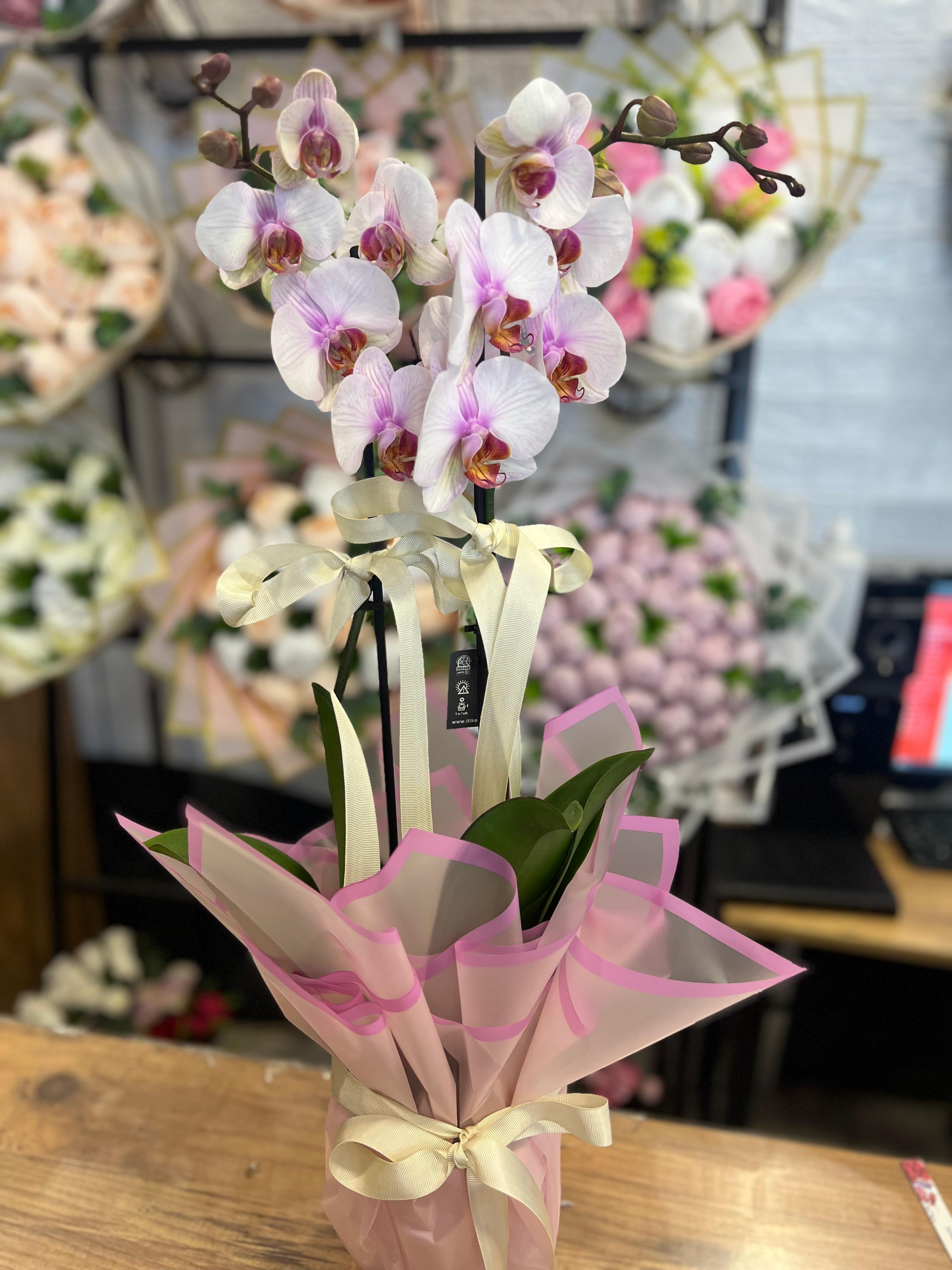 Çift Dal İthal Orkide