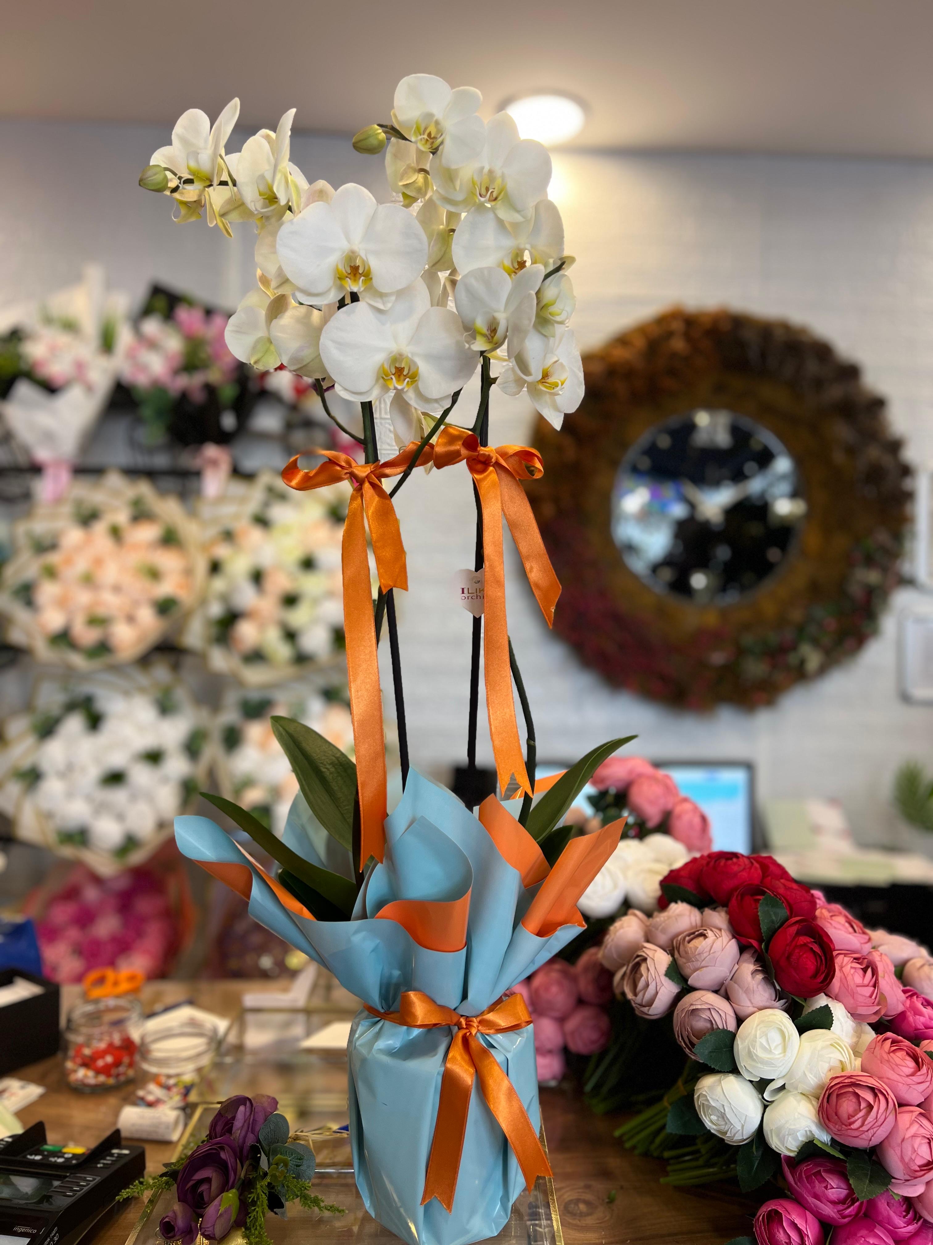 Mavi Buket Kağıtlı Saksıda Çiftli Beyaz Orkide