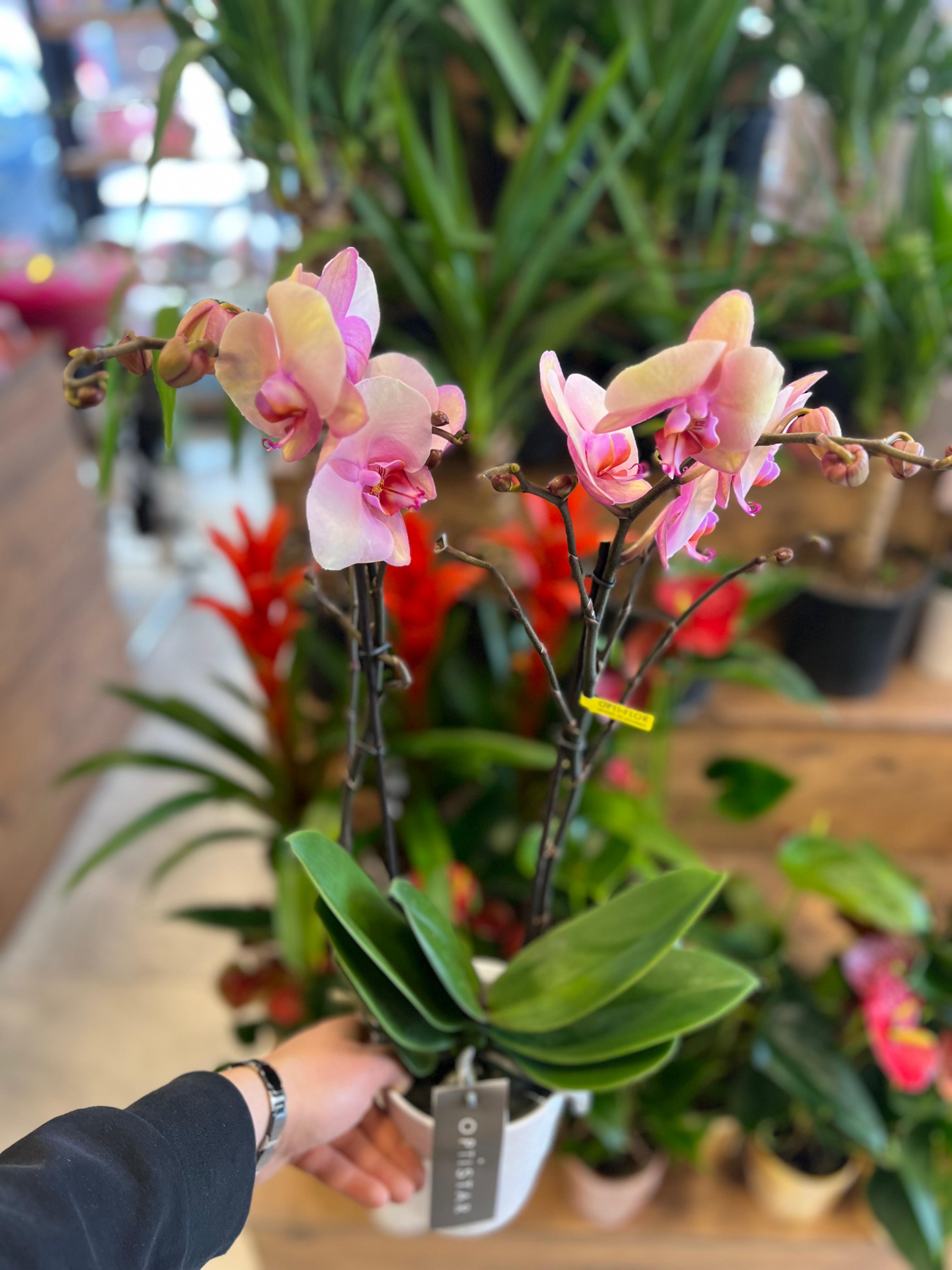 Optistar 2 Dal Orkide