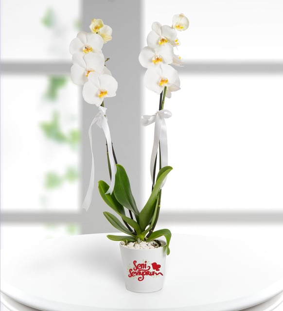 Seni Seviyorum Mesajlı 2 Dal Phalaenopsis Orkide