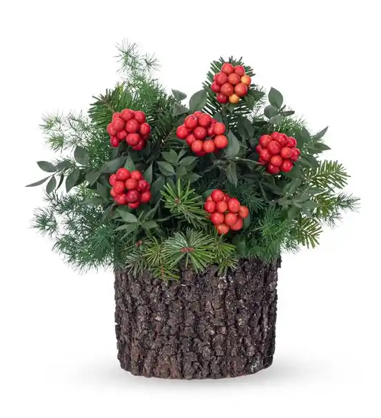 Doğal Kütükte Kokina