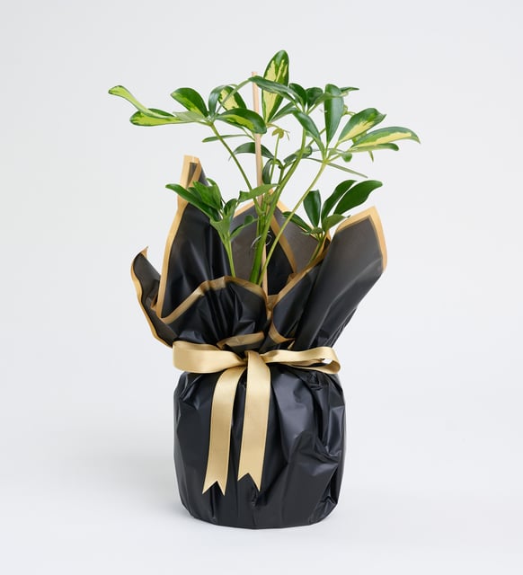 Siyah Buket Kağıdında Schefflera