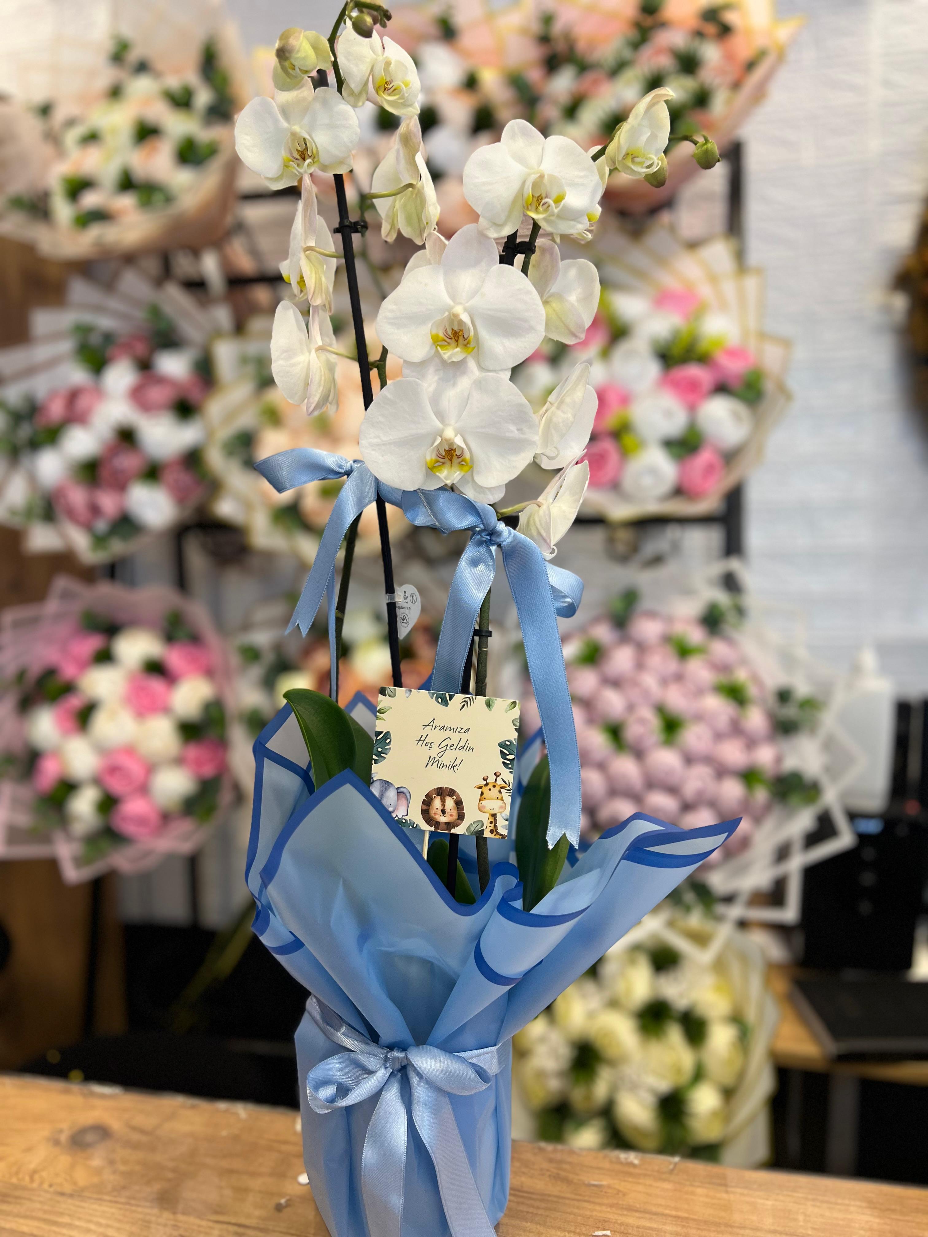 Aramıza Hoşgeldin Minik Çiftli Orkide