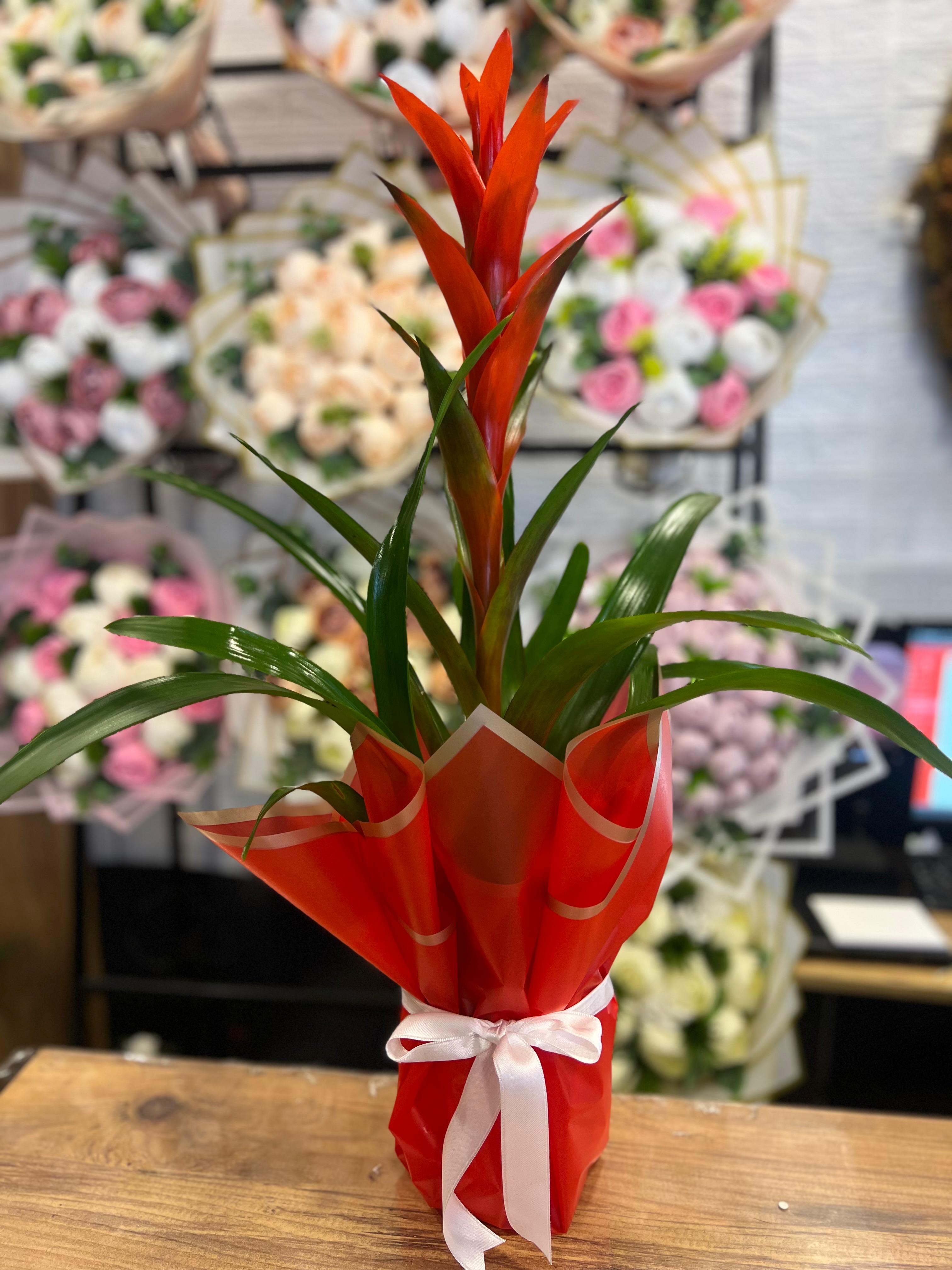 Seramik Saksıda Guzmanya