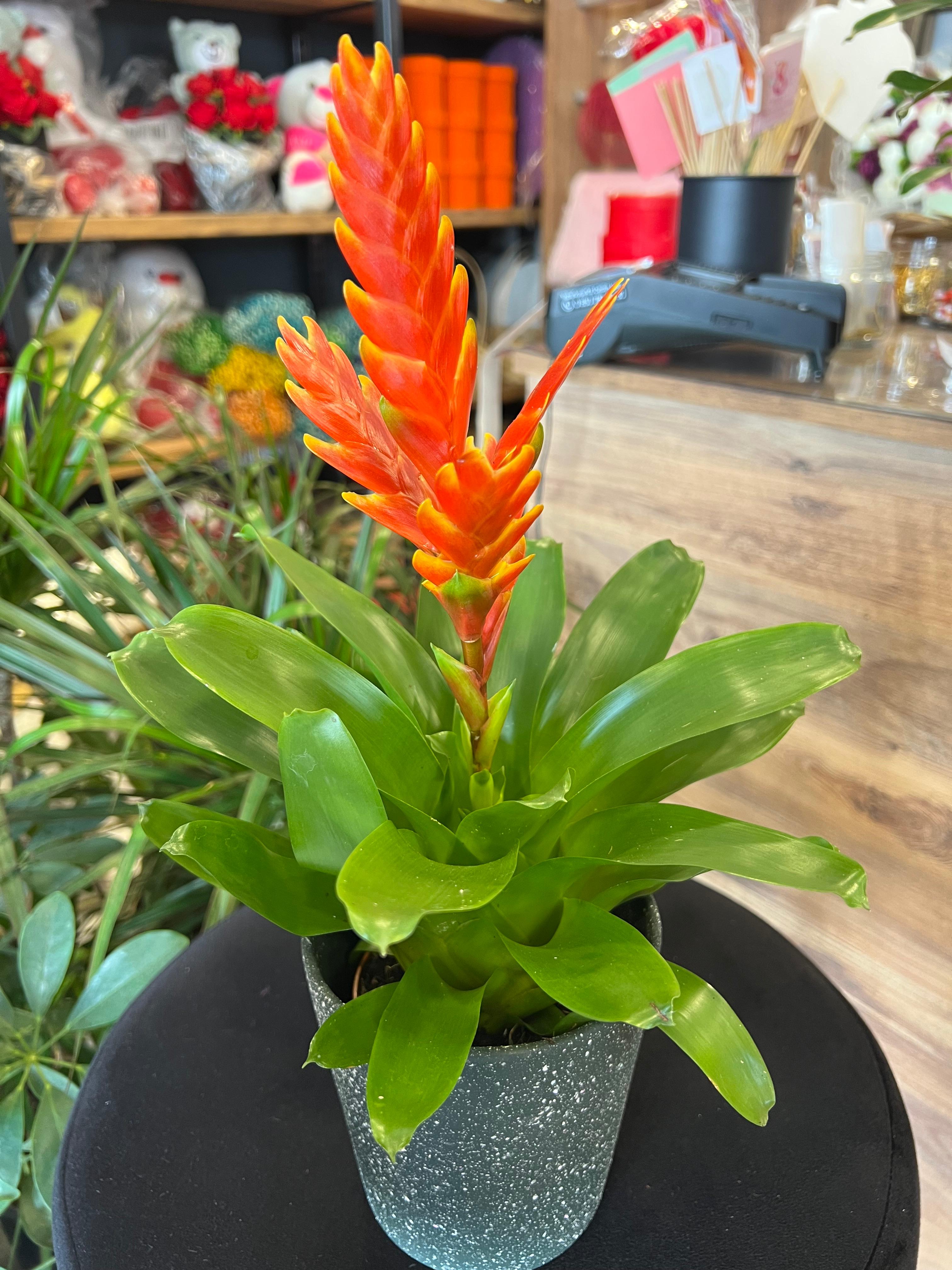 Turuncu Alev Kılıcı