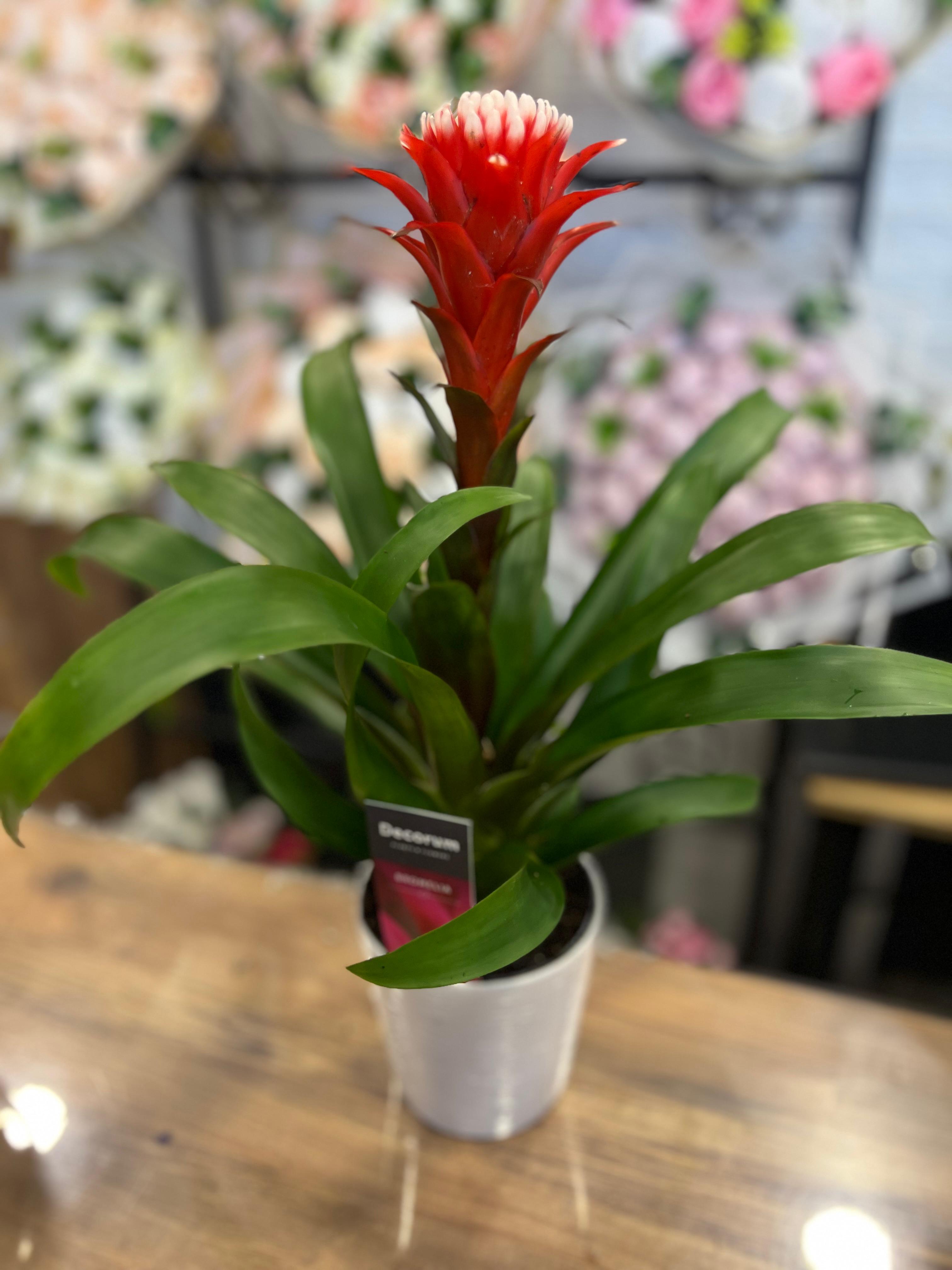 Bromelia Saksı Çiçeği