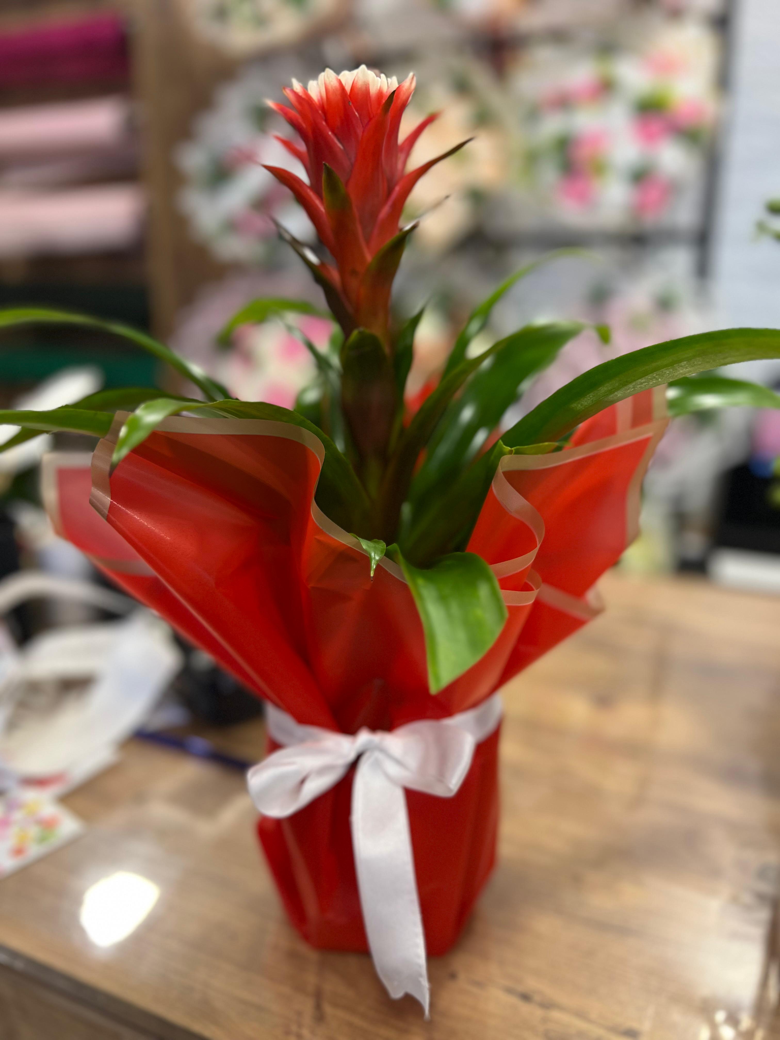 Seramik Saksıda Guzmanya Hope