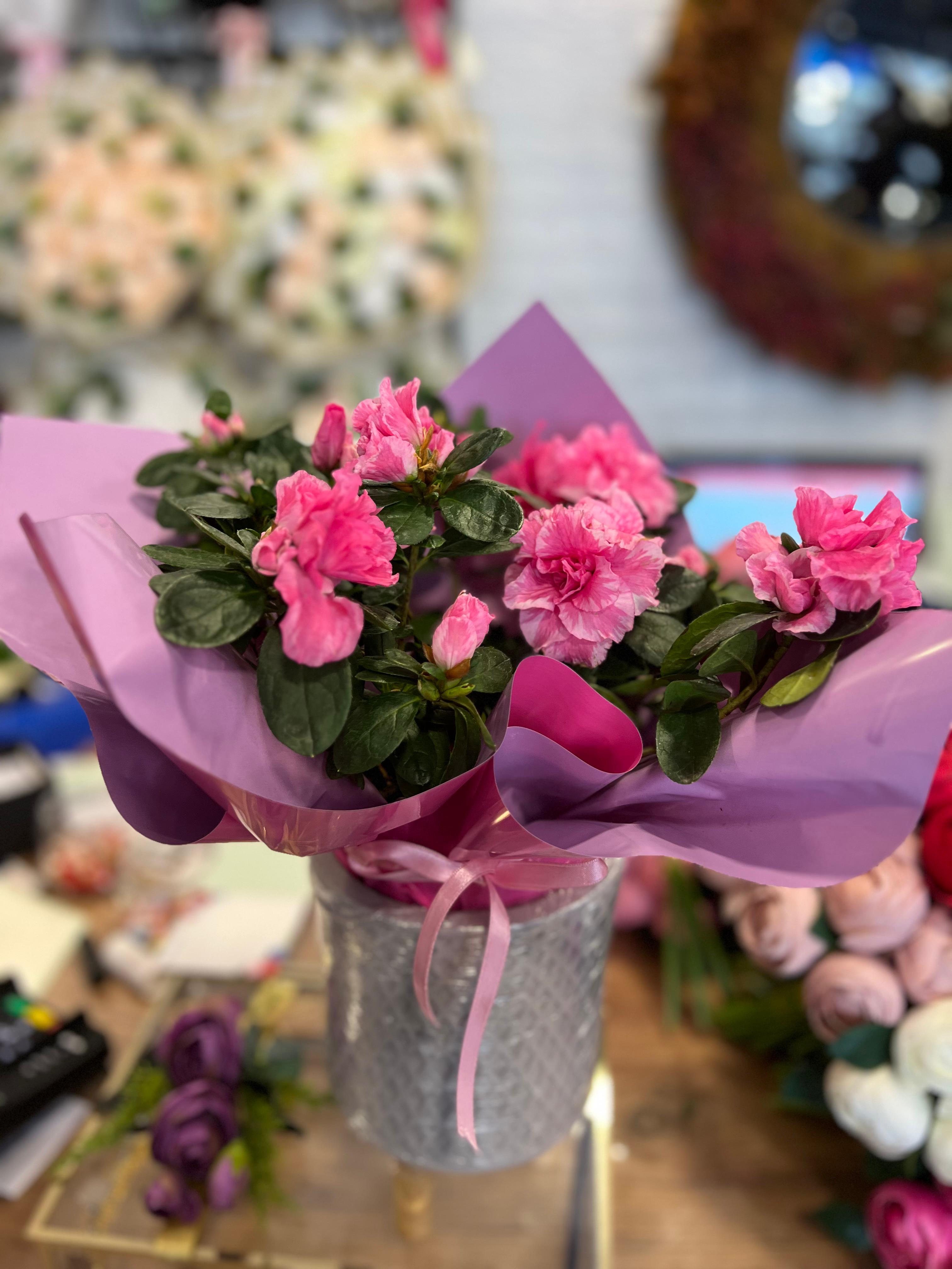 Ayaklı saksıda Vip açelya