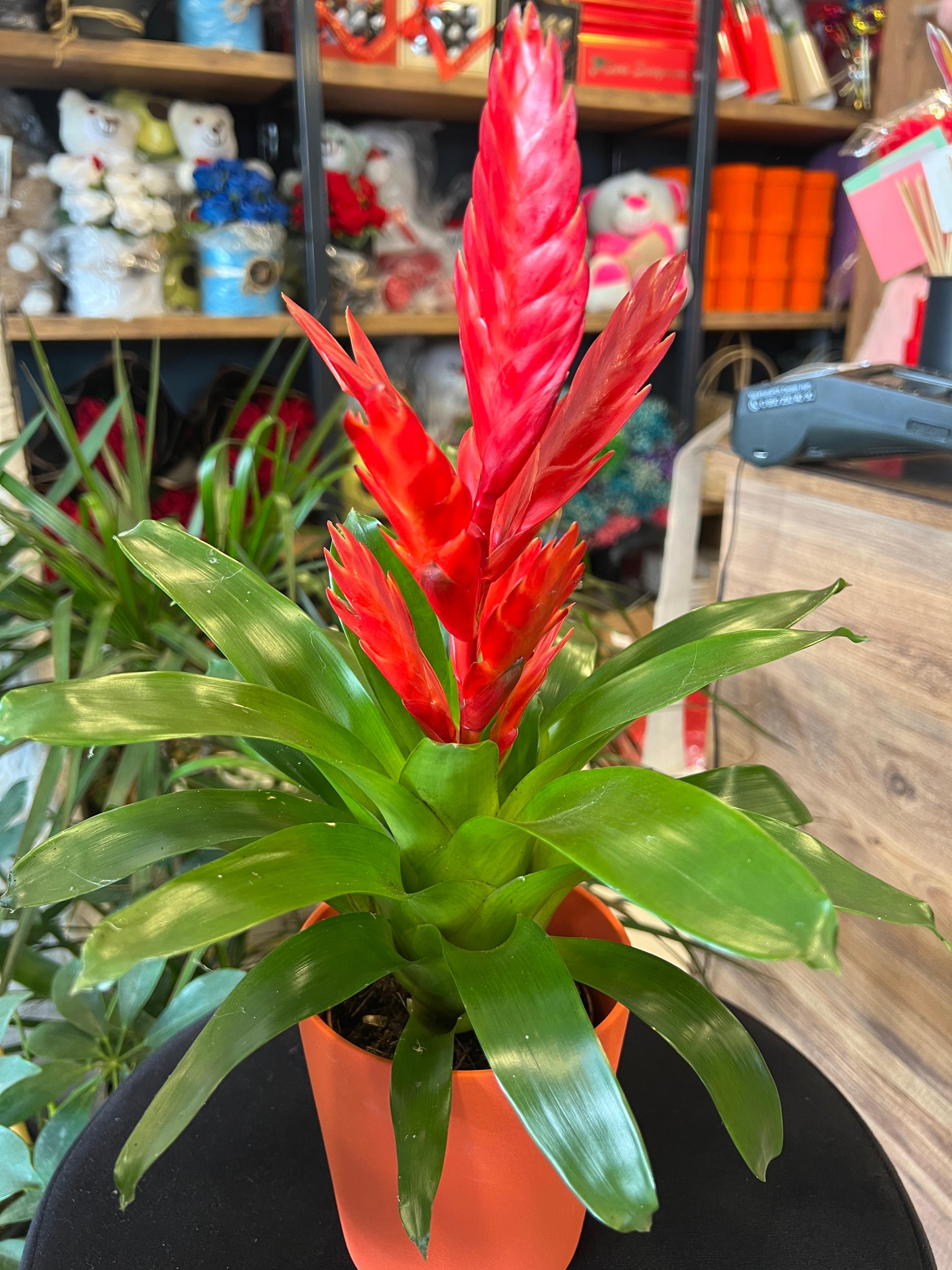 Kırmızı Alev Kılıcı