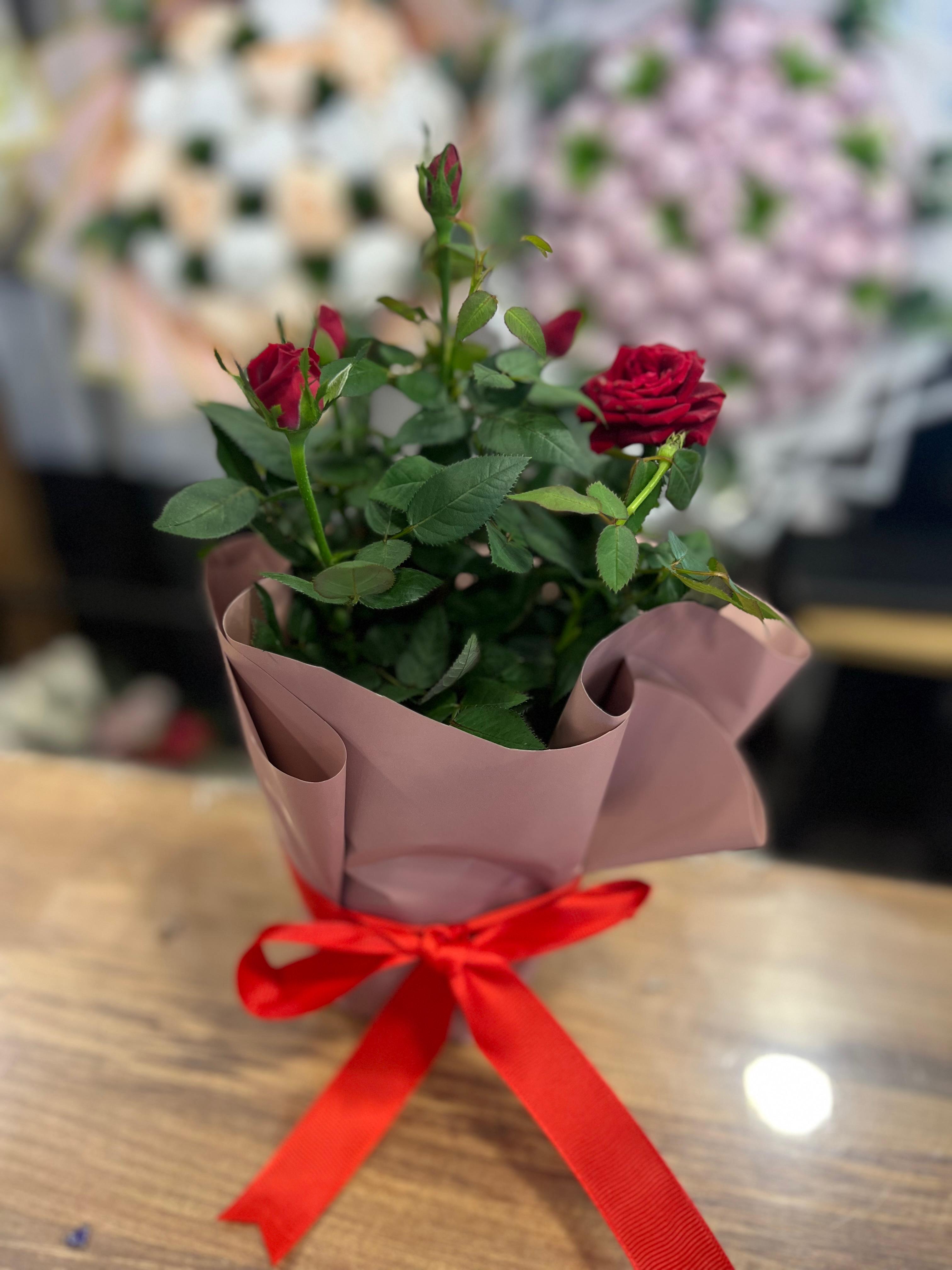 Saksıda Kırmızı Gül