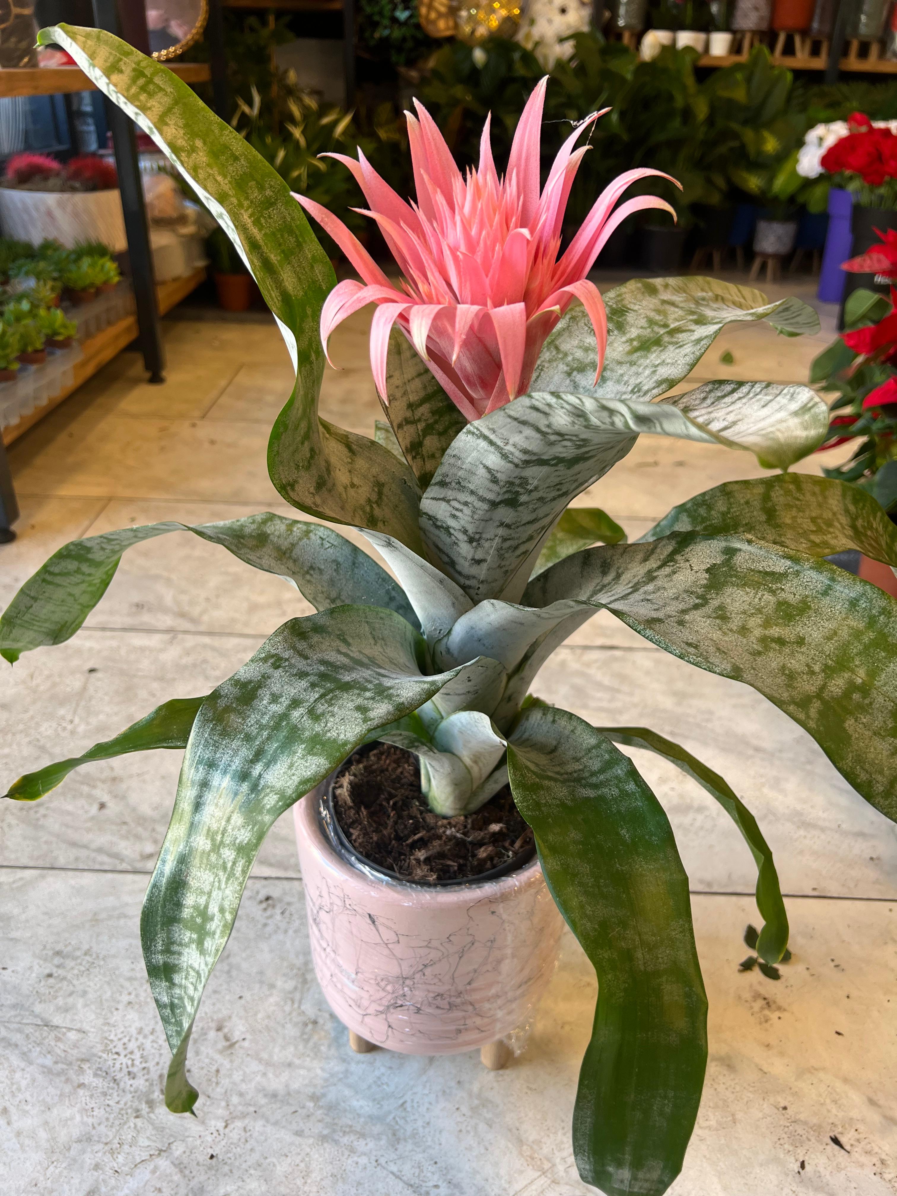 AECHMEA CANLI ÇİÇEK