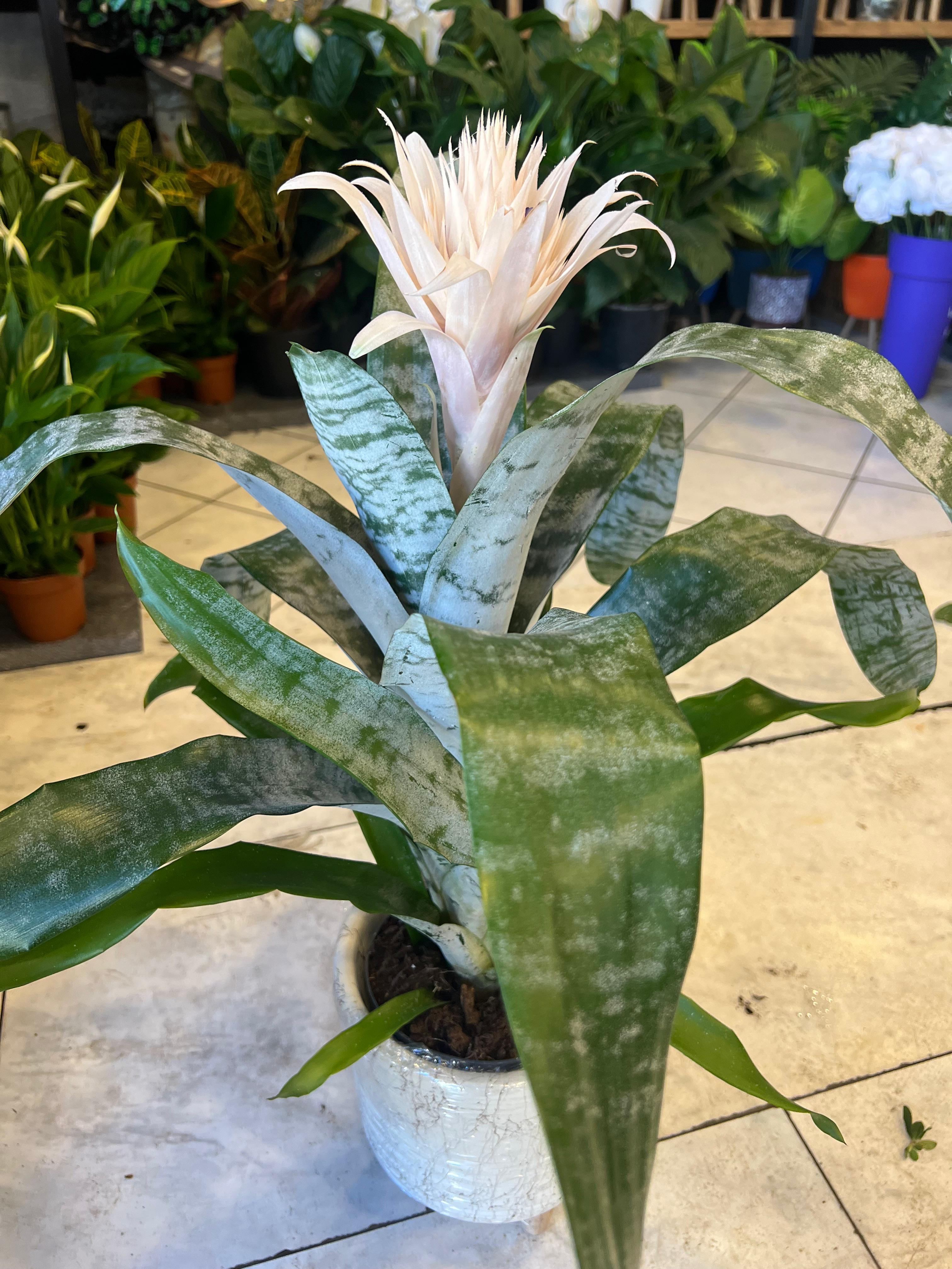 AECHMEA CANLI ÇİÇEK  2