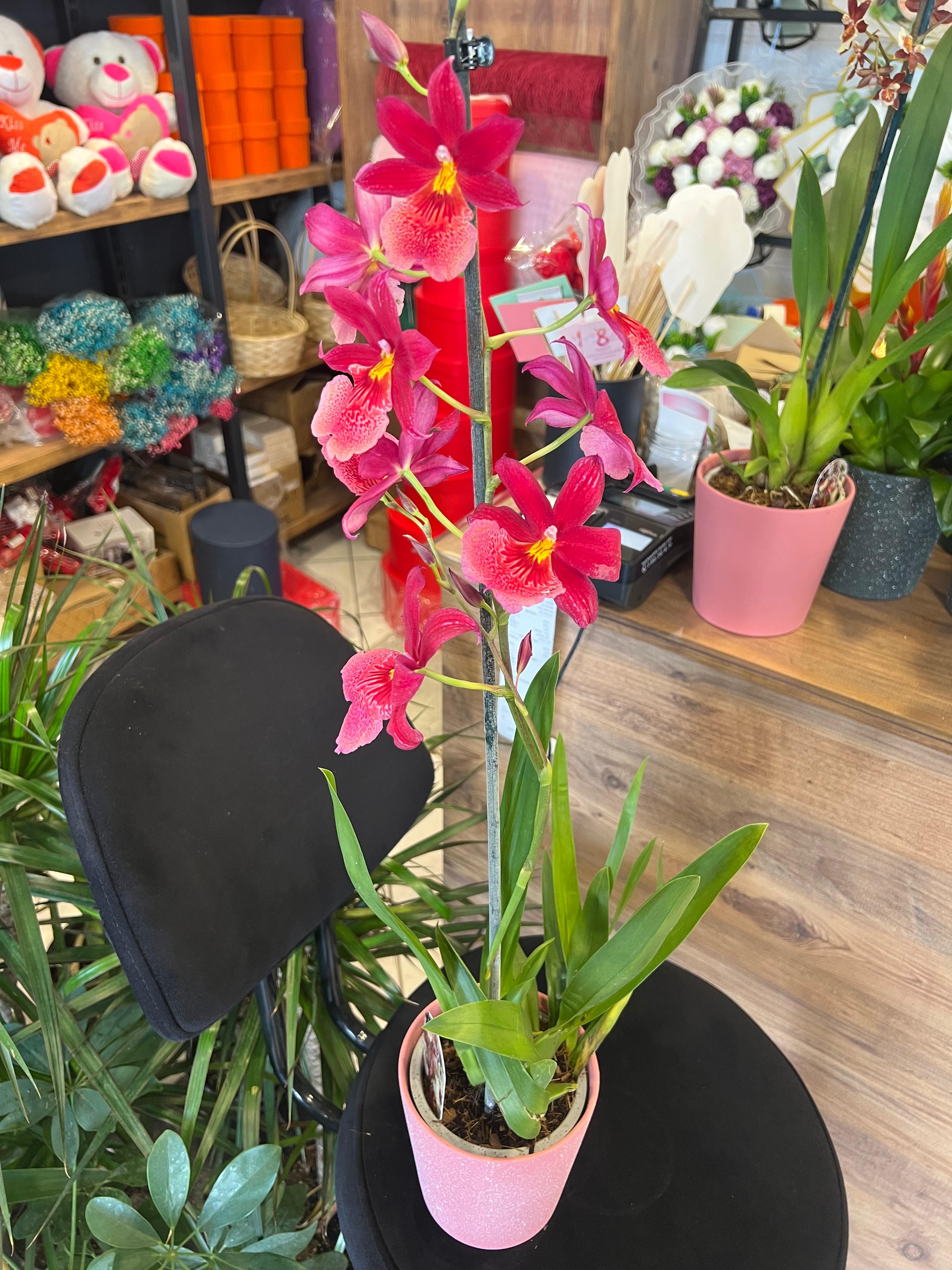 Cambria Orkide Model 2