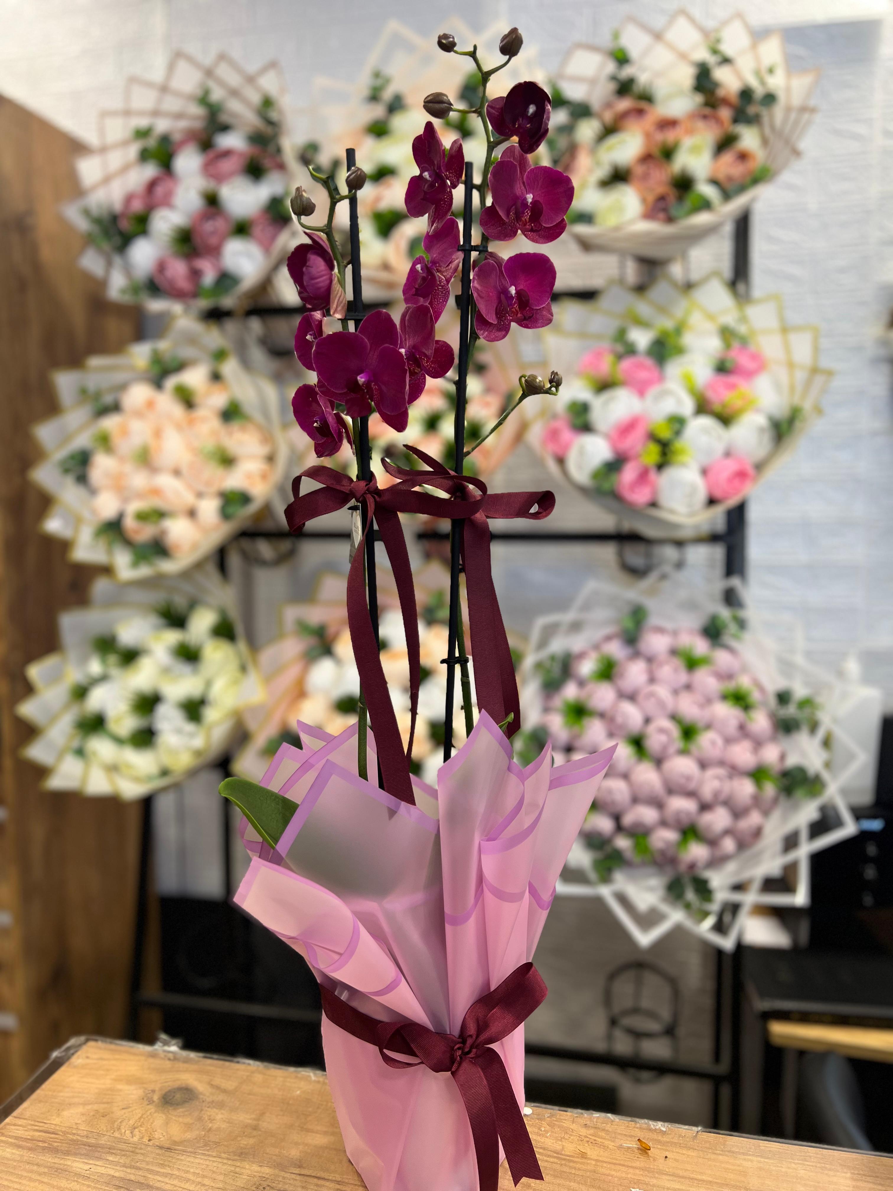 Çift Dal Like Orkide