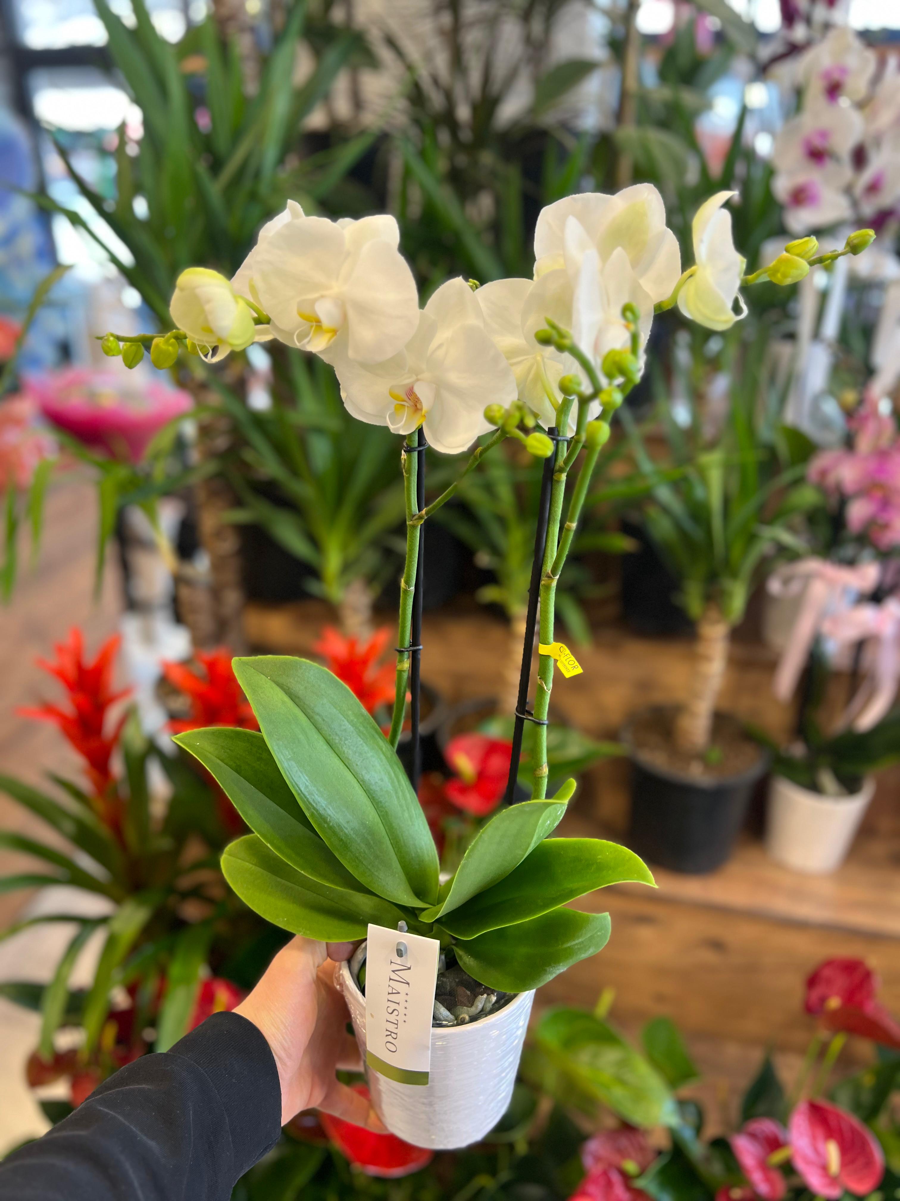 Maistro 2 dal Orkide