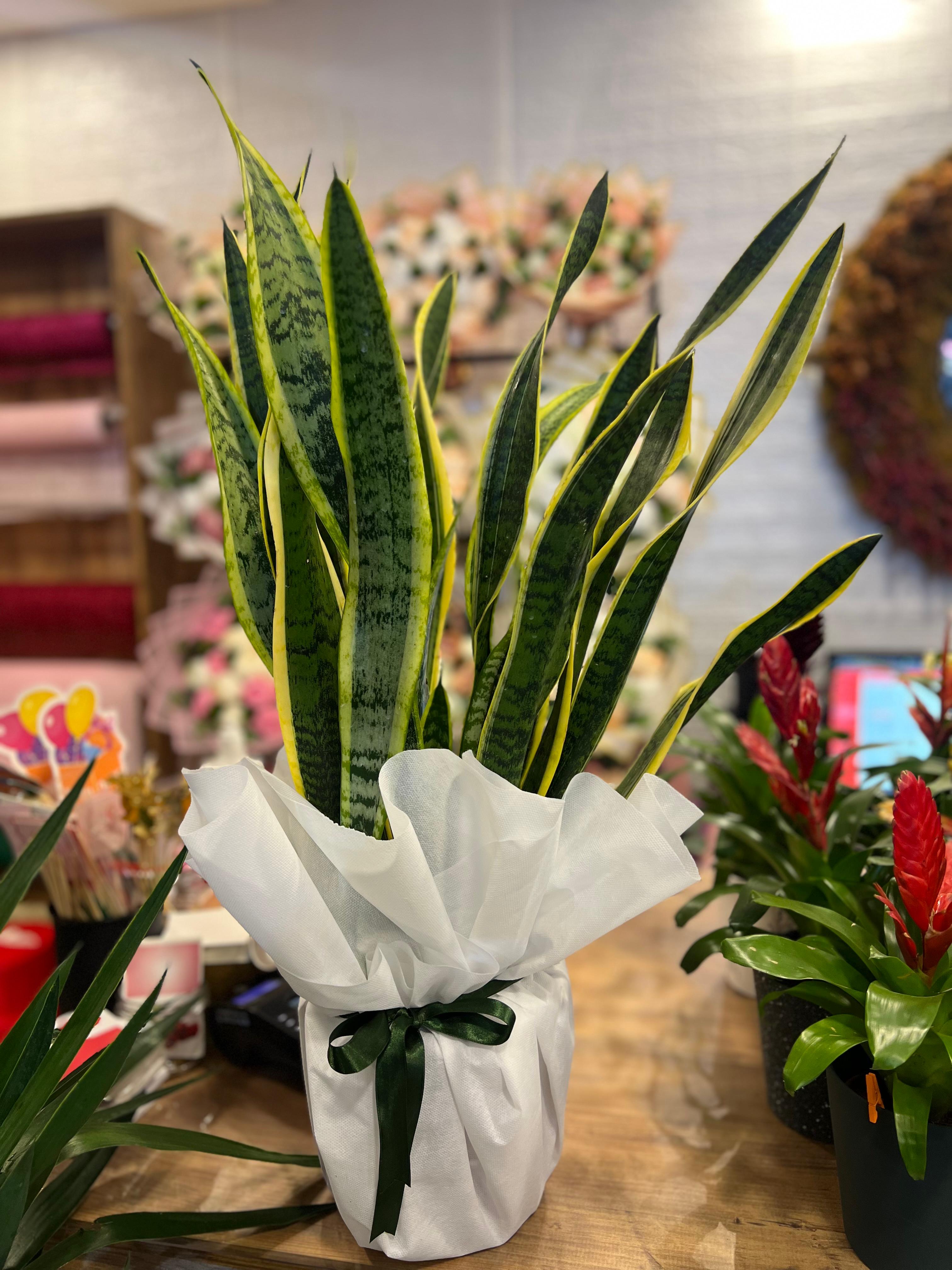 Paşa Kılıcı Çiçeği