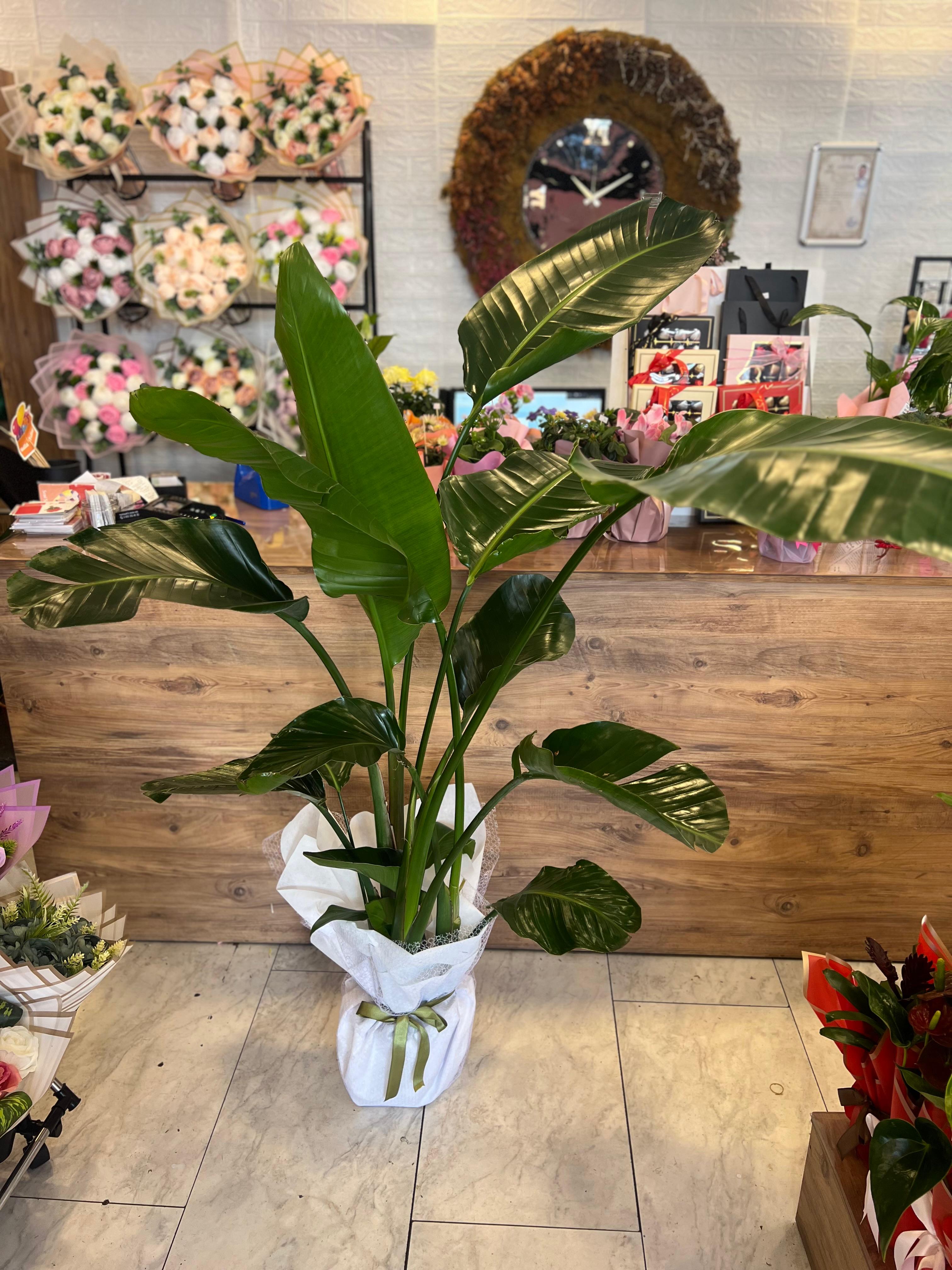 190 cm Canlı Starliçe