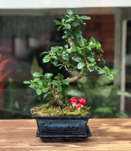 Bonsai Ağacı