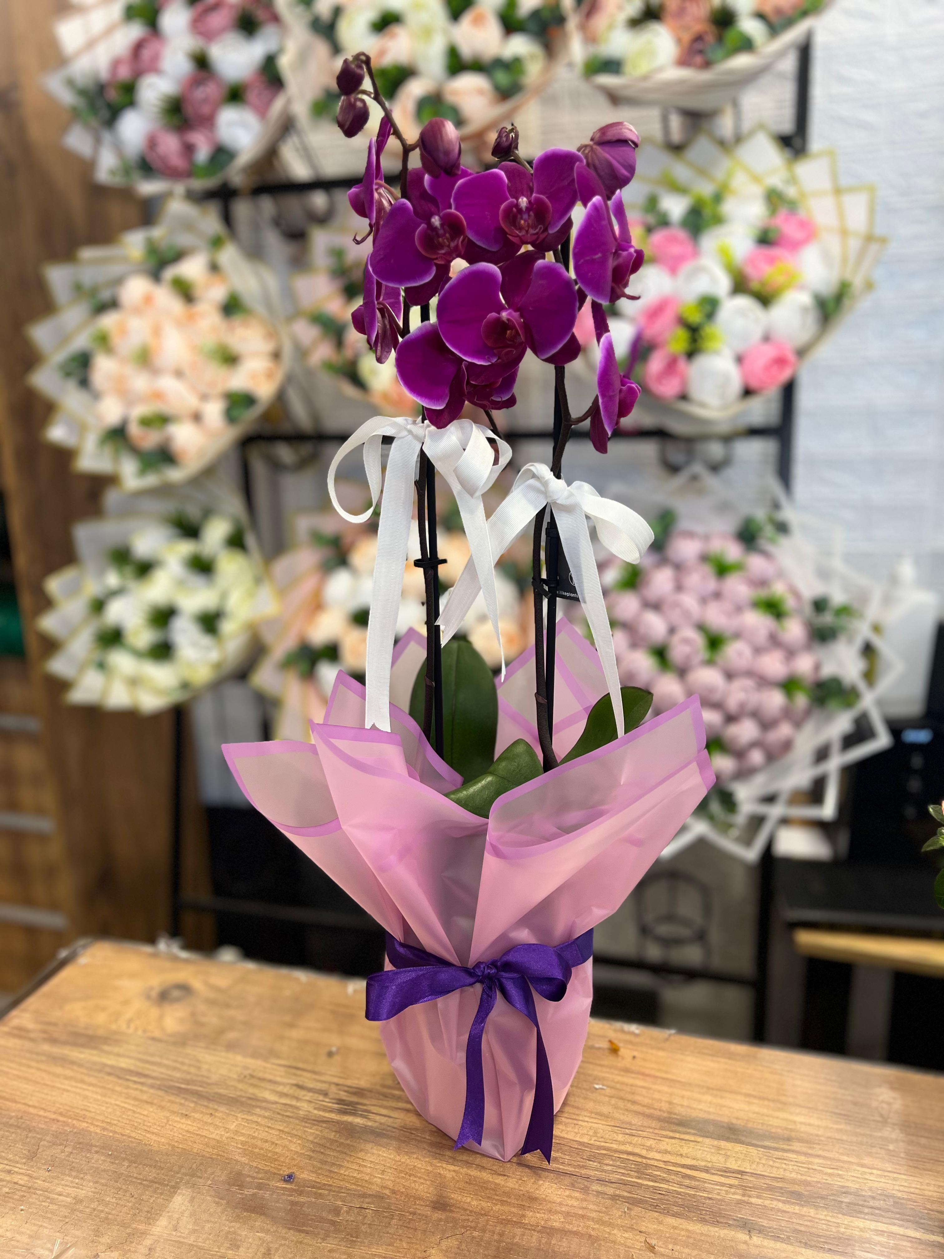 İki Dal Like Orkide