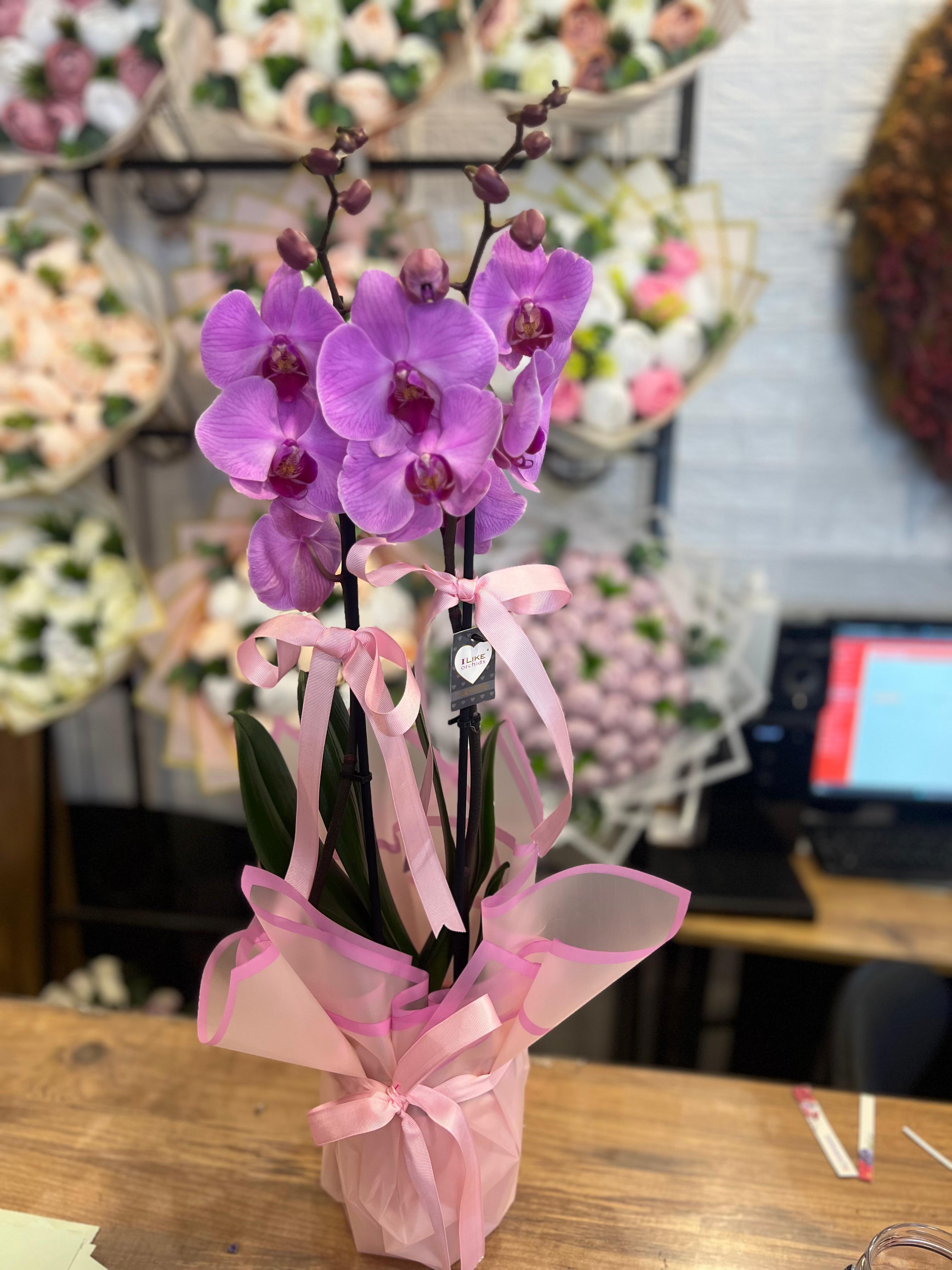 İki Dal Like Orkide