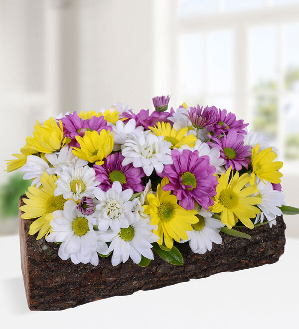 Kütükte Renkli Papatya