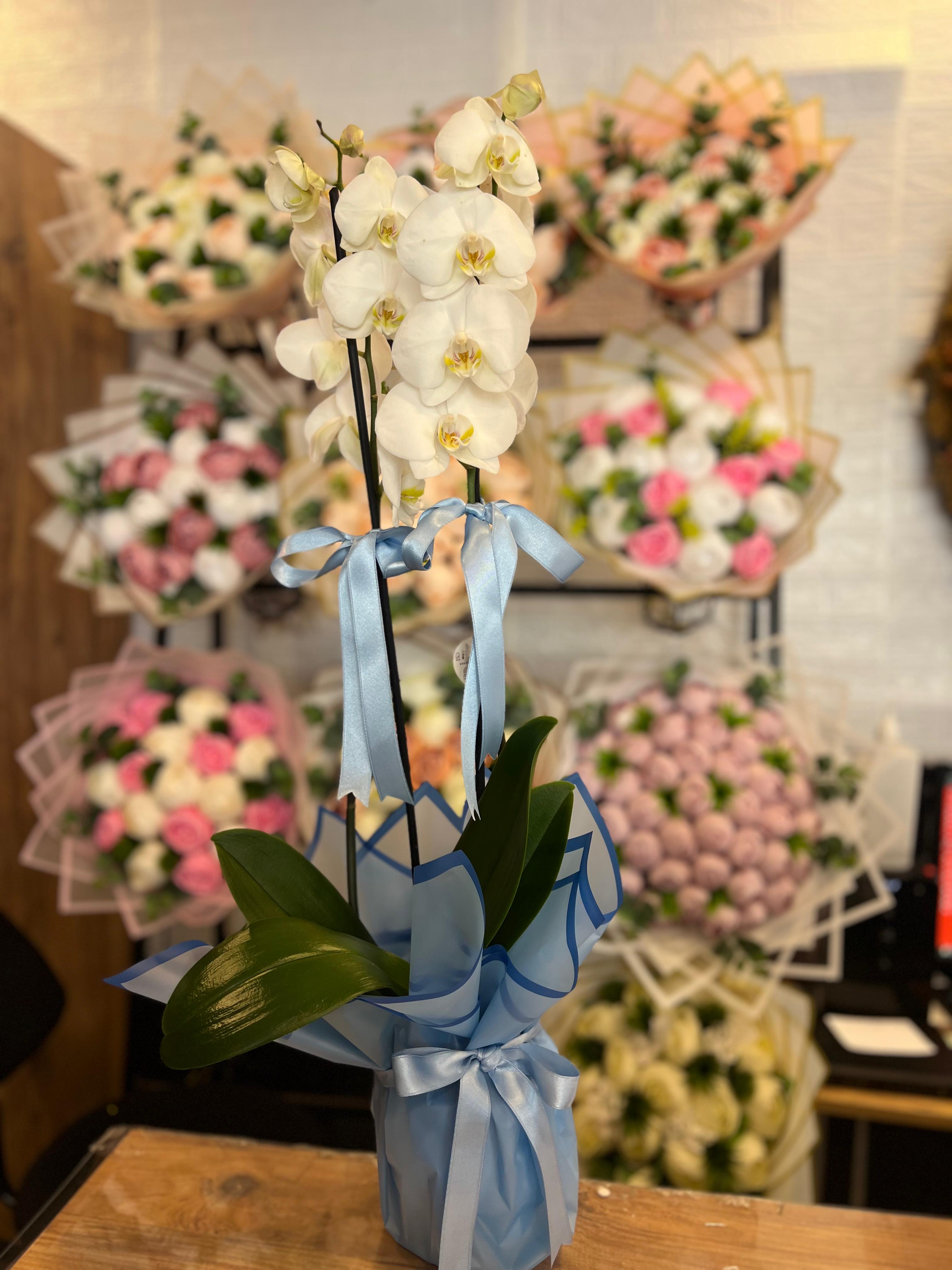 Mavi Süslemeli Çift Dal Beyaz Orkide
