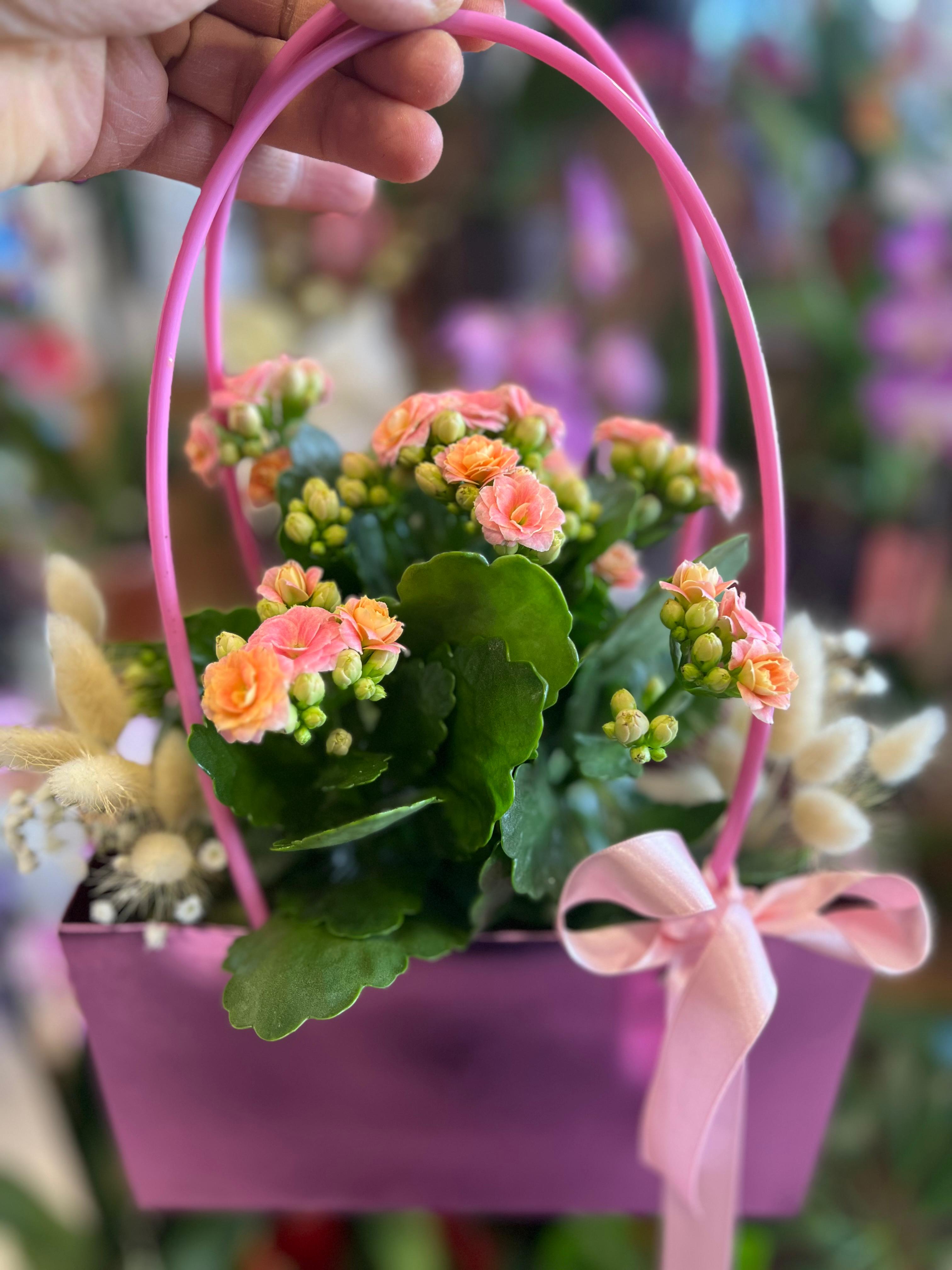 Pembe Kalanchoe