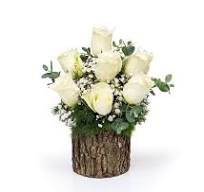 Kütükte Canlı 7 Beyaz Gül