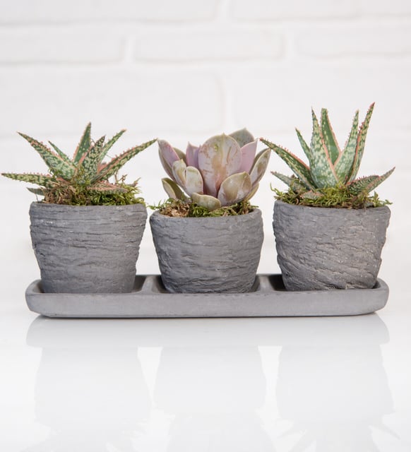 Trio Saksıda Echeveria Perle Von Nurnberg ve Sukulent