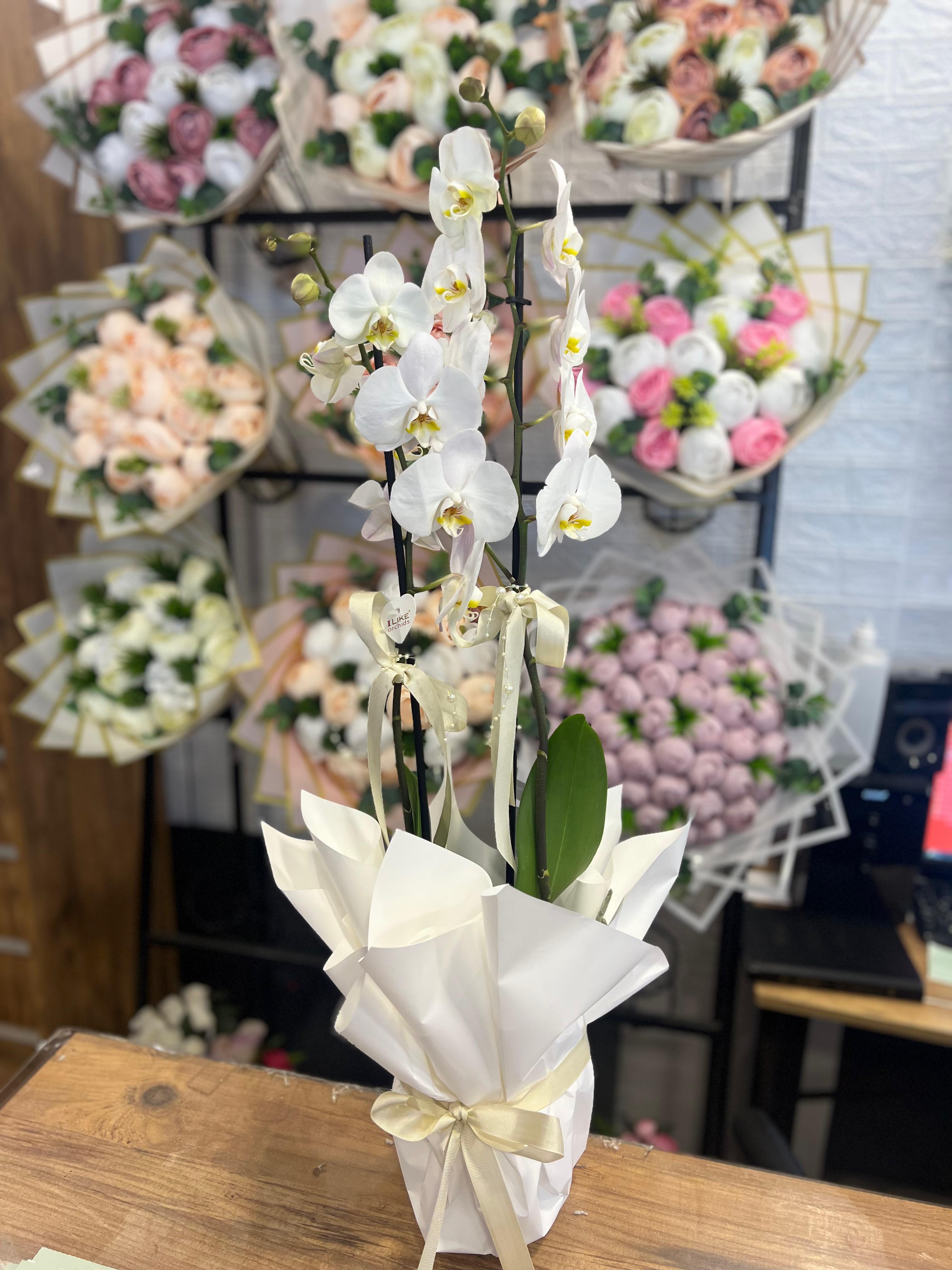 İthal Çift Dal Beyaz Orkide