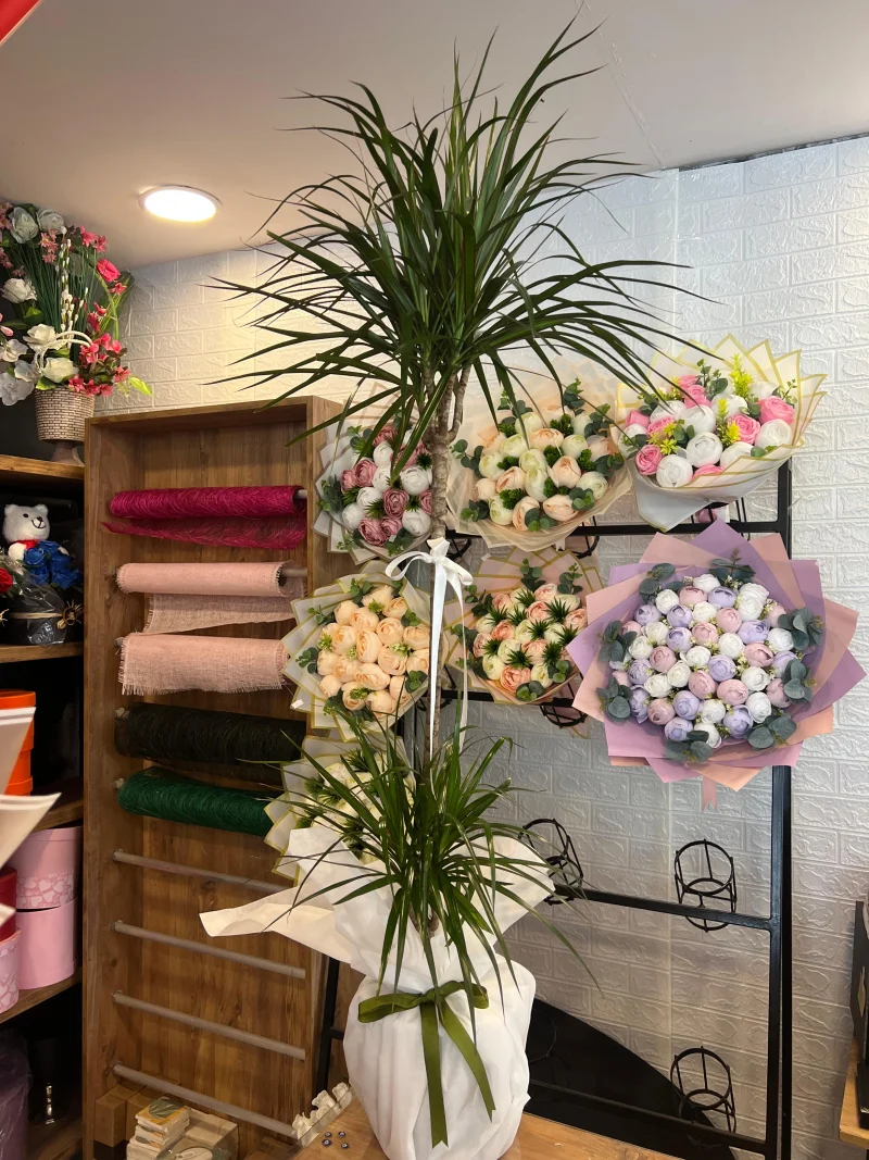 120 cm Dracaena Marginata