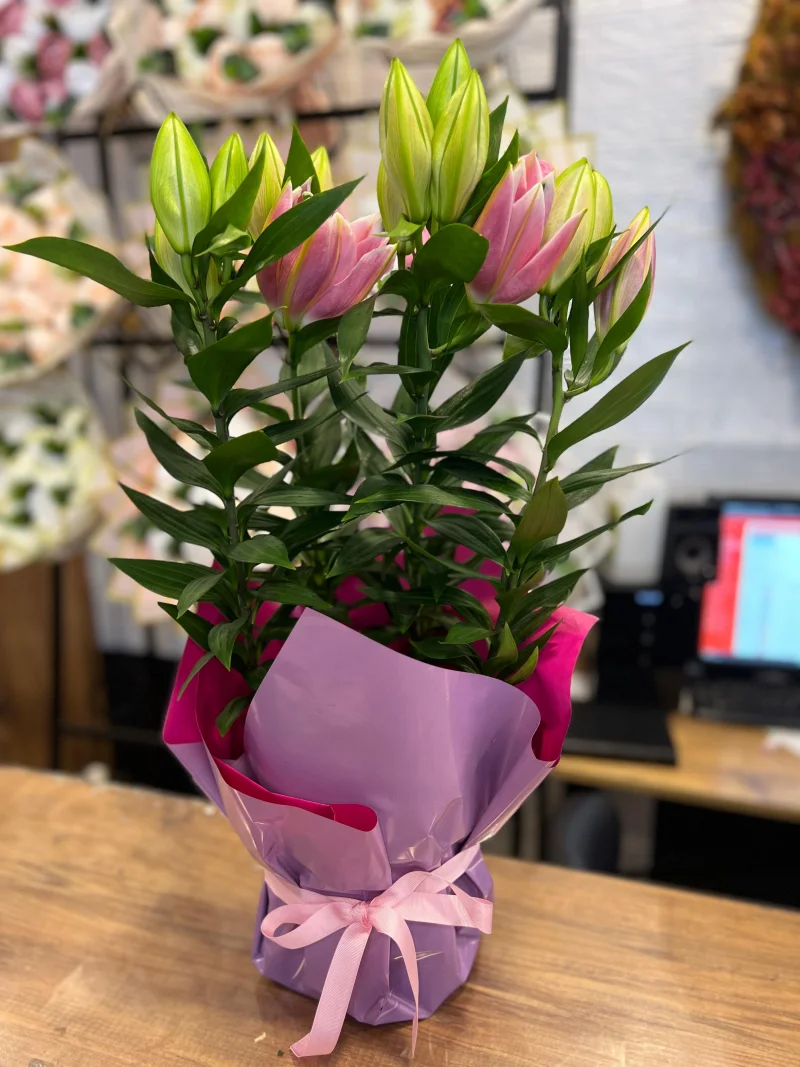 Saksıda Pembe Lilyum 50-55 cm