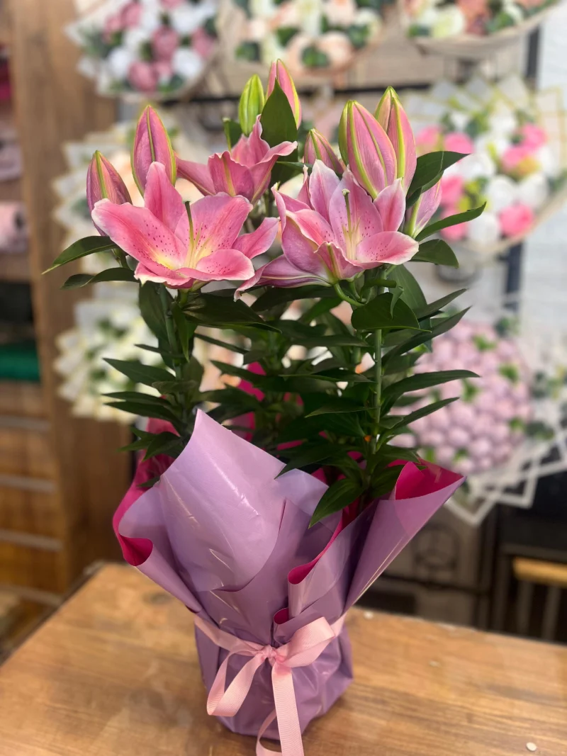 Saksıda Pembe Lilyum 60 cm