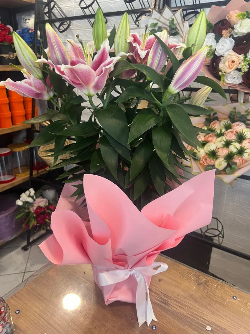 Saksı Lilyum 50 - 55 cm